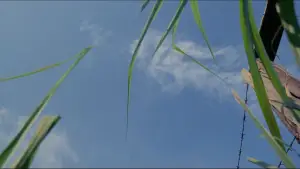 Задник до фильму"" #731107