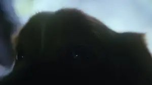 Задник до фильму"Хороший хлопчик" #517225