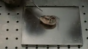 Задник до фильму"Синій оксамит" #626907