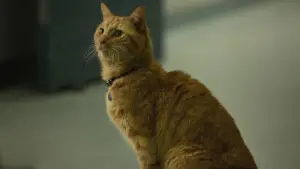 Задник до фильму"Капітан Марвел" #573692