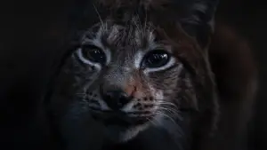 Задник до фильму"" #534646