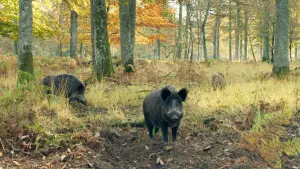 Задник до фильму"" #198320