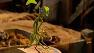 Задник до фильму"Фантастичні звірі та де їх шукати" #472979