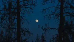 Задник до фильму"Потяг у снах" #773317