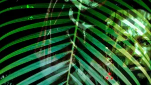 Задник до фильму"Хижак" #210311