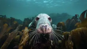 Задник до фильму"De wilde Noordzee" #772989