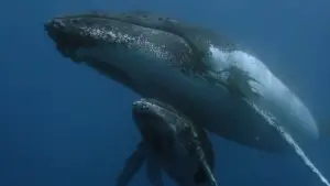 Задник до фильму"Des baleines, des tortues et des hommes" #789410