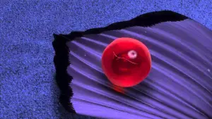 Задник до фильму"У пошуках Немо" #554403