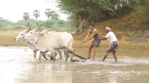 Задник до фильму"பைசன் காளமாடன்" #786357