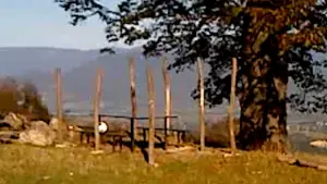 Задник до фильму"ხმელი ფოთოლი" #770895