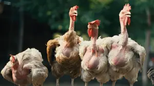 Задник до фильму"Курочка" #767508