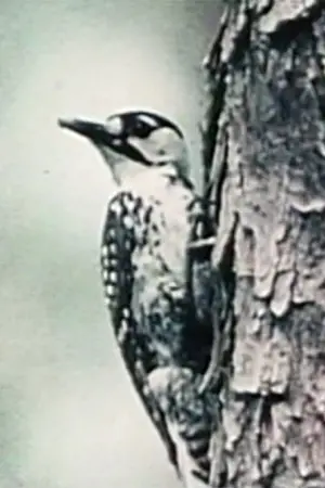 Постер до фільму "Natural History"