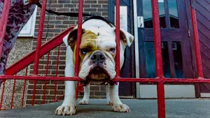 Задник до фильму"" #610278