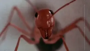 Задник до фильму"" #383343