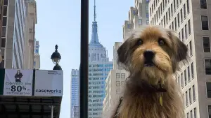 Задник до фильму"Бенджі" #404578