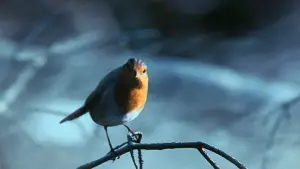 Задник до фильму"Гладіатор" #552974