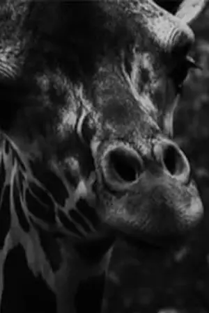 Постер до фільму "Marbled Golden Eyes"