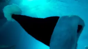 Задник до фильму"Поцілунок навиліт" #700661