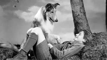 Задник до фильму"Lassie Come Home" #1097304