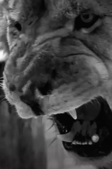Постер до фильму"Roar" #465843