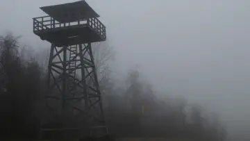 Задник до фильму"Таємничий ліс" #728800