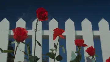 Задник до фильму"Синій оксамит" #626887