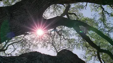 Задник до фильму"Древо життя" #723971