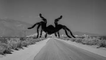 Задник до фильму"Tarantula" #721405