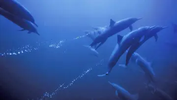 Задник до фильму"Deep Blue" #481993