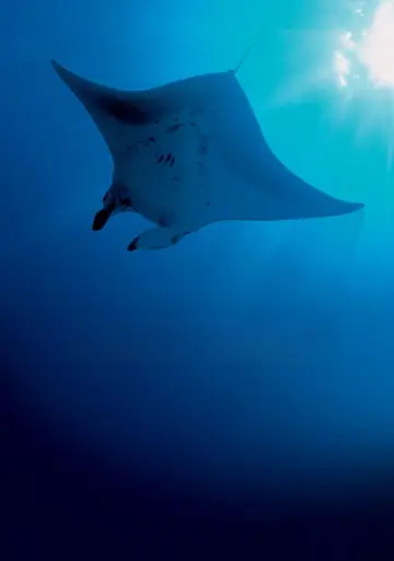 Постер до фильму"Deep Blue" #724859