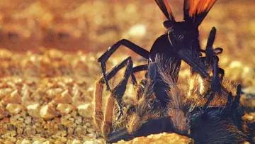 Задник до фільму "The Living Desert" #1620594
