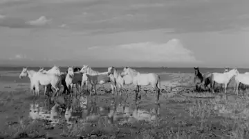 Задник до фильму"Crin Blanc : Le Cheval sauvage" #1096771