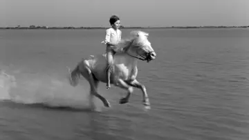Задник до фильму"Crin Blanc : Le Cheval sauvage" #456580