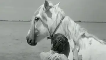 Задник до фильму"Crin Blanc : Le Cheval sauvage" #456581