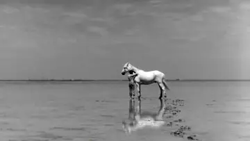 Задник до фильму"Crin Blanc : Le Cheval sauvage" #456584
