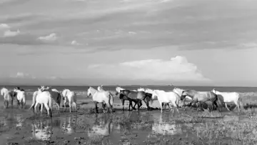 Задник до фильму"Crin Blanc : Le Cheval sauvage" #456585