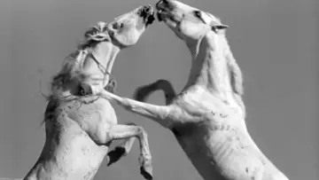 Задник до фильму"Crin Blanc : Le Cheval sauvage" #456586