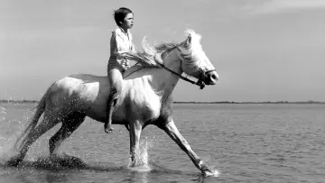 Задник до фильму"Crin Blanc : Le Cheval sauvage" #456589