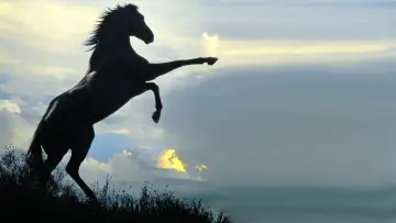 Задник до фильму"The Black Stallion" #1041158