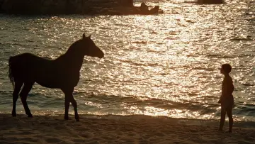 Задник до фильму"The Black Stallion" #402824