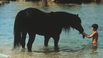 Задник до фильму"The Black Stallion" #402826