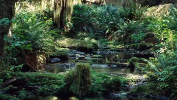 Задник до фільму "Tropical Rainforest" #1589879