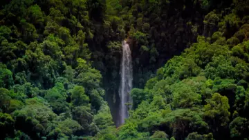 Задник до фільму "Tropical Rainforest" #1589881