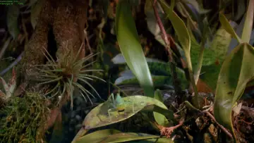 Задник до фільму "Tropical Rainforest" #1589882