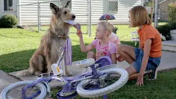 Задник до фильму"Because of Winn-Dixie" #467118