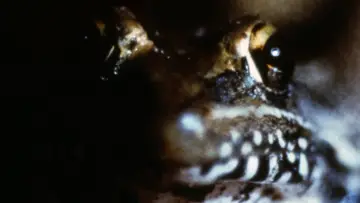 Задник до фильму"Frogs" #1211427
