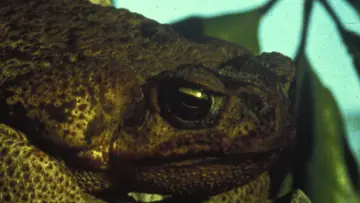 Задник до фильму"Frogs" #1211429