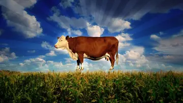Задник до фильму"Food, Inc." #496021