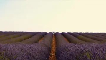 Задник до фильму"Valensole 1965" #872883