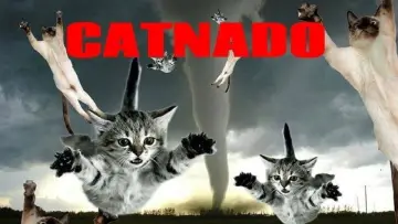 Задник до фільму "Catnado" #1786319